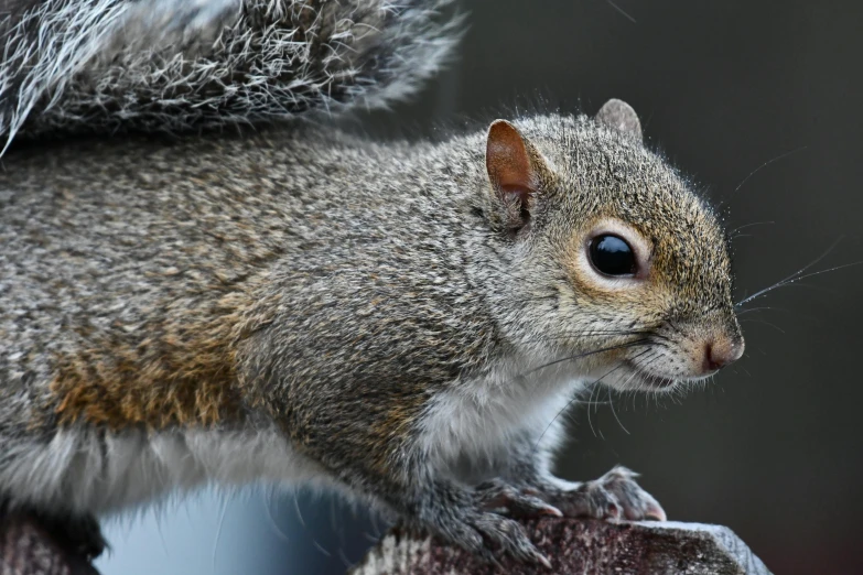 a close up of a squirrel on a tree stump, a portrait, trending on pexels, grey, young male, grain”