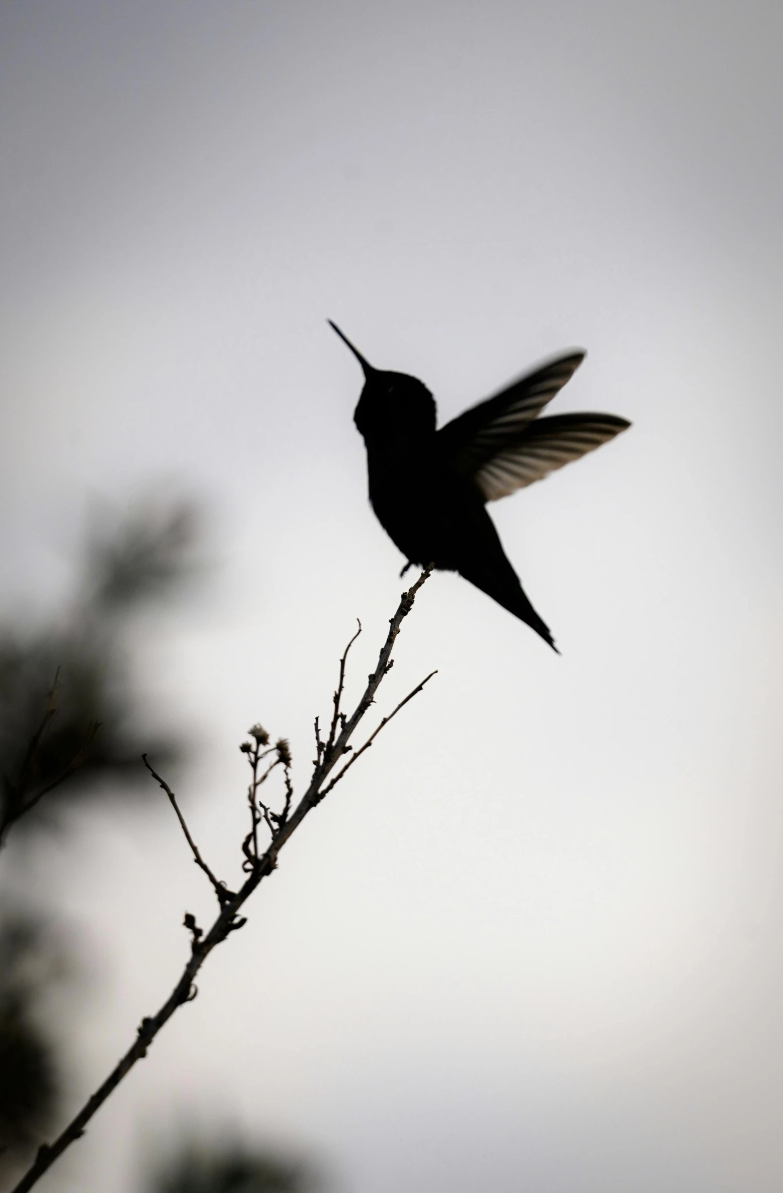 a hummingbird sitting on top of a tree branch, an album cover, pexels contest winner, arabesque, black silhouette, outdoor photo, winged, new mexico