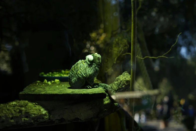 a stuffed animal sitting on top of a moss covered wall, a statue, inspired by Elsa Bleda, pexels contest winner, green ambient light, inside in a glass box, parrot, las pozas