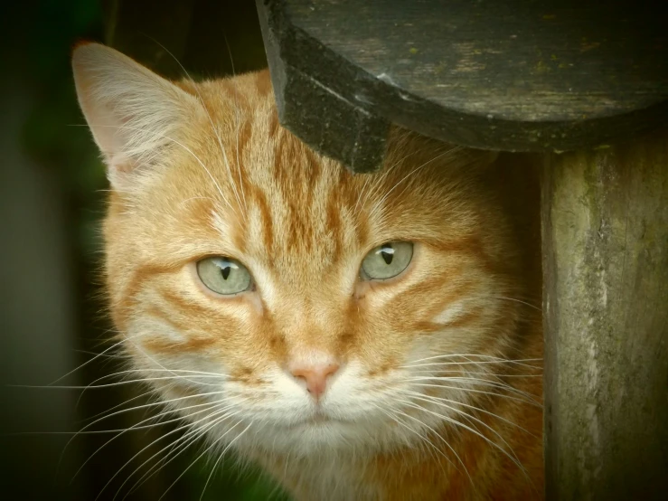 a close up of a cat looking at the camera, a picture, by Phyllis Ginger, pixabay contest winner, orange cat, cat eating, a wooden, well focused