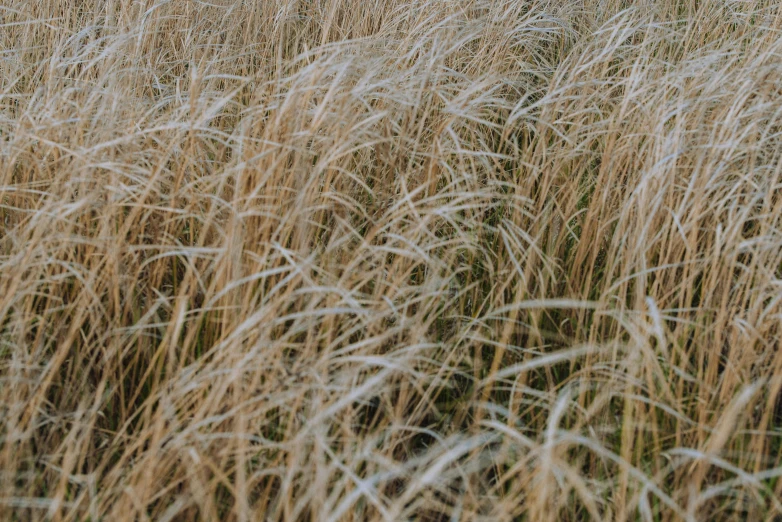 grass and flowers blowing in the wind in the field