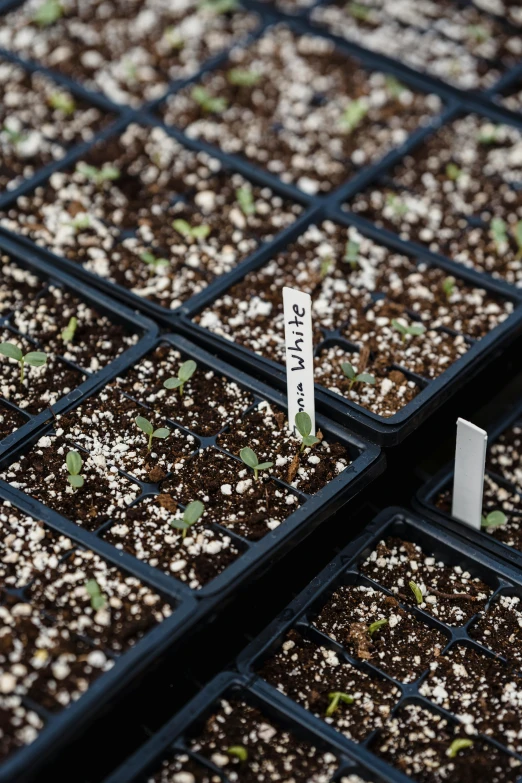 a close up of seedlings in trays on a table, by Sam Black, desert white greenhouse, confetti, 1 6 x 1 6, squares