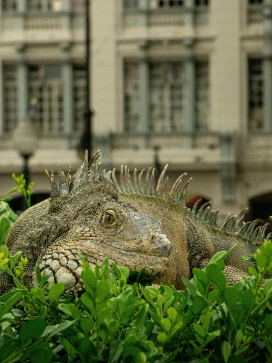 a large lizard sitting on top of a lush green field, by Jan Tengnagel, pexels contest winner, photorealism, in a city with a rich history, bromeliads, smug face, topiary