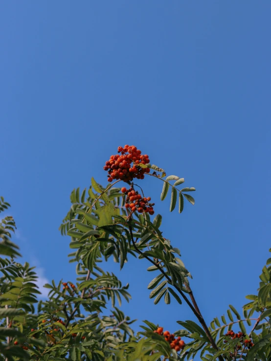 a plant that has some berries on it