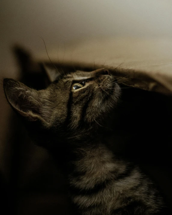 a cat peeking out of a brown paper bag, an album cover, by Jan Tengnagel, trending on unsplash, ceiling hides in the dark, black, looking from side, high quality photo