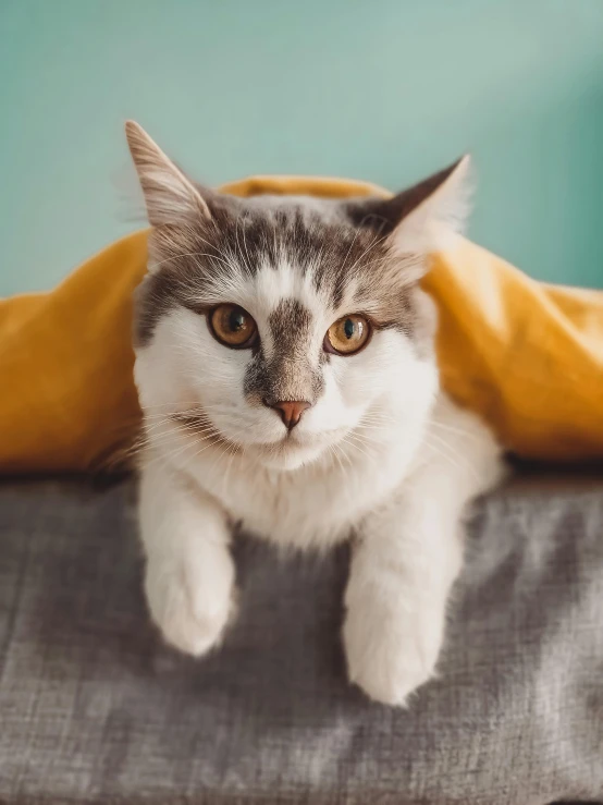 a gray and white cat under a yellow blanket, trending on unsplash, sitting on a couch, regal pose, 2019 trending photo, gif