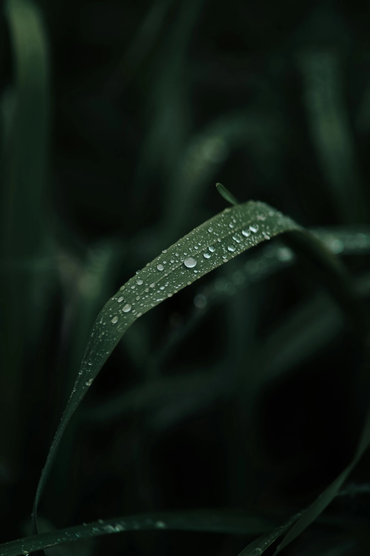 a close up of a leaf with water droplets on it, trending on pexels, long thick grass, dark green, **cinematic, straw