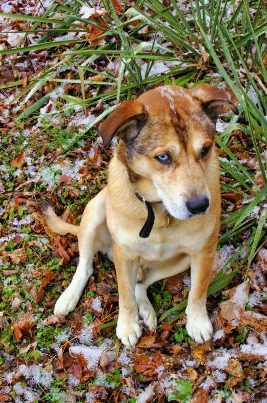 a dog that is sitting in the grass, icy eyes, covered in leaves, avatar image