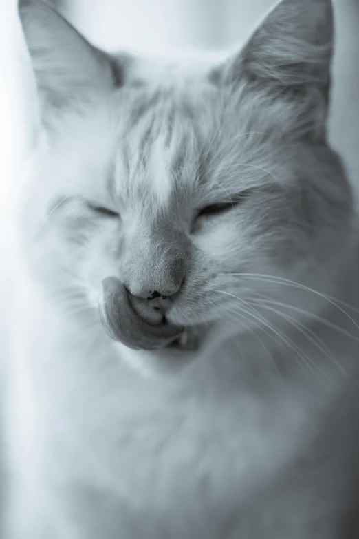 a close up of a cat with its eyes closed, by Jan Tengnagel, unsplash, minimalism, white and pale blue, licking out, monochromatic photo, today\'s featured photograph 4k