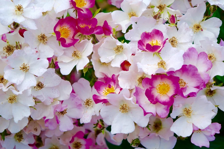 a bunch of pink and white flowers close to one another