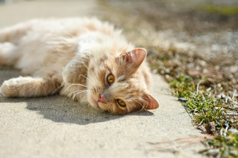 a cat that is laying down on the ground, by Julia Pishtar, sunny weather, fan favorite, marmalade, mixed animal