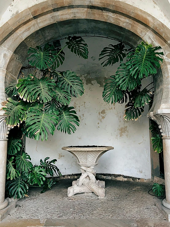 a courtyard with a fountain and potted plants, inspired by Luis Paret y Alcazar, unsplash contest winner, big leaves and stems, inside a crypt, tim walker, photo for magazine