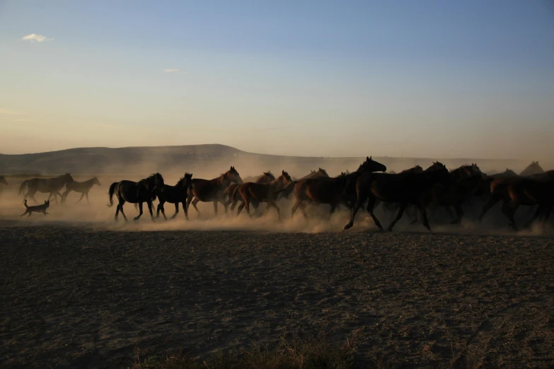 a herd of horses running across a dirt field, by Jessie Algie, unsplash contest winner, land art, early morning light, mexican desert, stranding straight, of augean stables