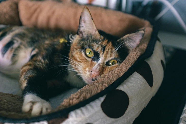 a cat that is laying down in a bed, by Emma Andijewska, pexels, renaissance, multicolored, calico, an olive skinned, gif