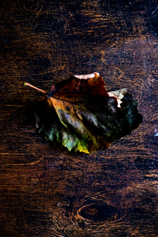 a leaf sitting on top of a wooden table, by Peter Churcher, art photography, multicoloured, muted brown, f / 2 0, food photography