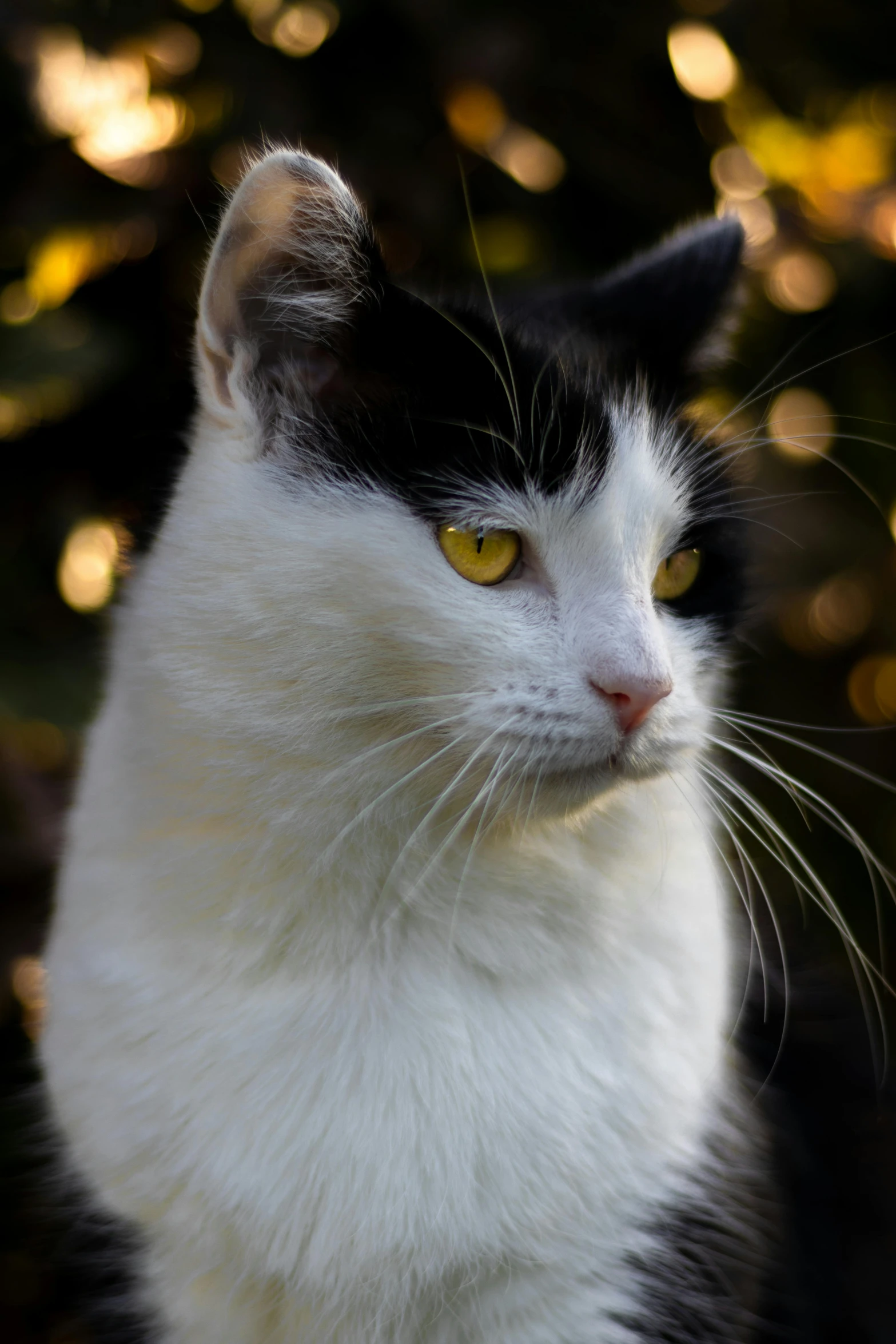 a black and white cat with yellow eyes, a portrait, unsplash, evening sun, taken with sony alpha 9, mixed animal, a handsome