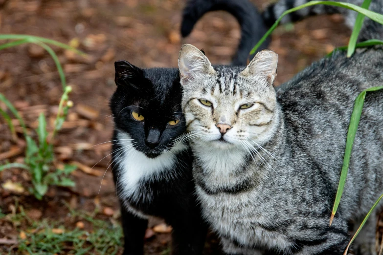 a couple of cats standing next to each other, a portrait, unsplash, getty images, outdoor photo, white and black, taken in the late 2010s