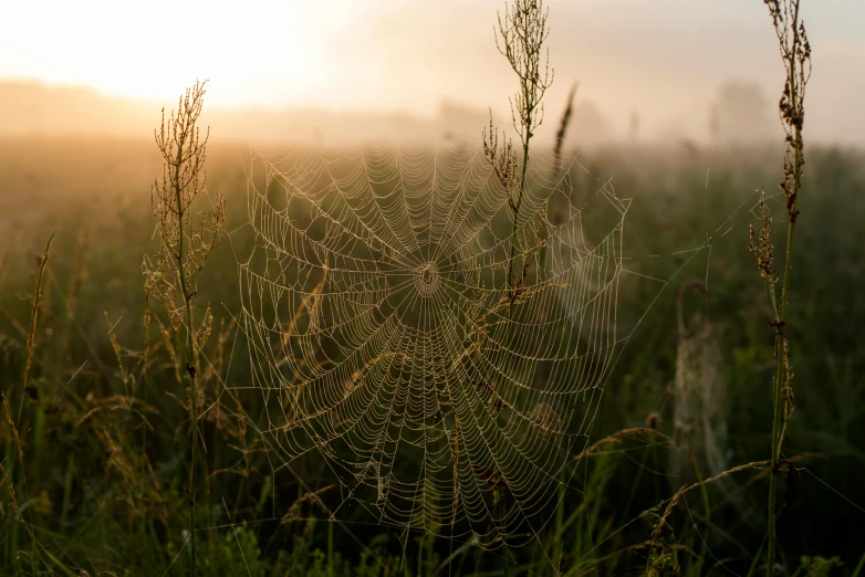 a spider web in the middle of a field, by Eglon van der Neer, unsplash, renaissance, located in a swamp at sunrise, 15081959 21121991 01012000 4k, instagram post, sydney hanson