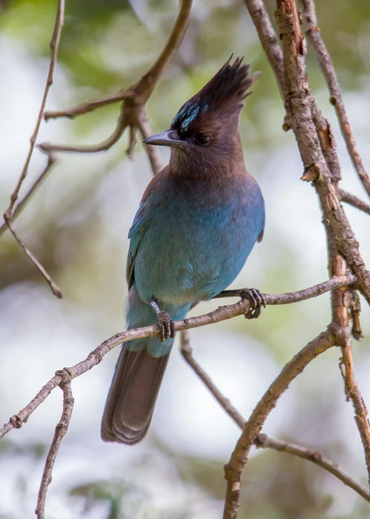 a blue and brown bird sitting on a tree branch, patagonian, high-quality dslr photo”