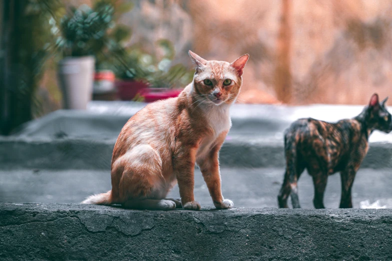 a couple of cats sitting next to each other, pexels contest winner, a photograph of a rusty, standing elegantly, photo realistic image, cinematic front shot