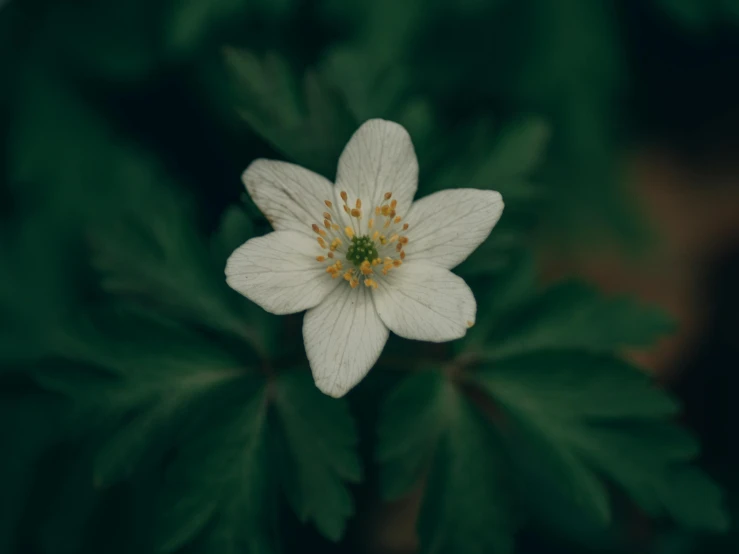 a white flower with green leaves in the background, inspired by Elsa Bleda, pexels contest winner, renaissance, cute forest creature, computer wallpaper, a high angle shot, anemone