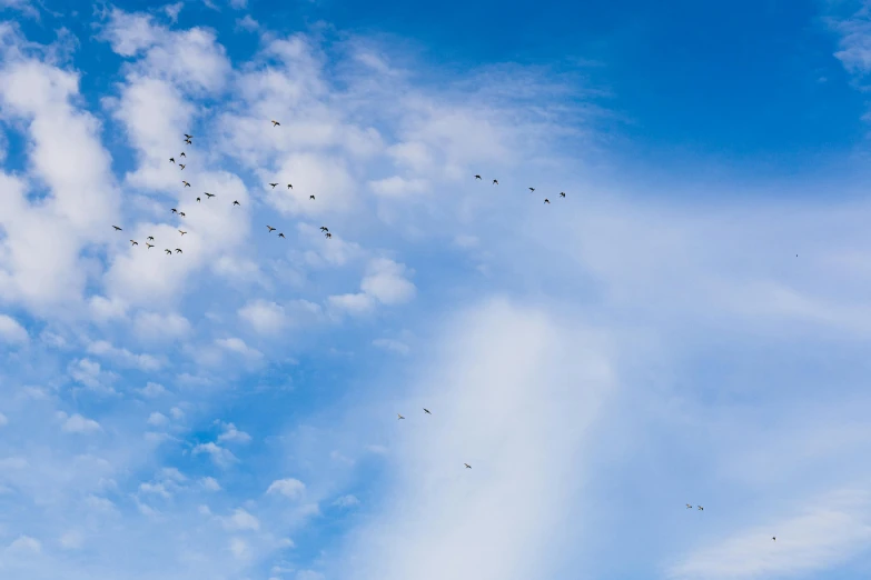 a flock of birds flying in a blue sky, by Andries Stock, pexels contest winner, minimalism, fan favorite, scattered clouds, thumbnail, shot on sony a 7