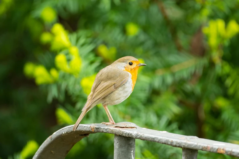 a small bird sitting on top of a metal fence, in the garden, sitting on a stool, robin eley, avatar image
