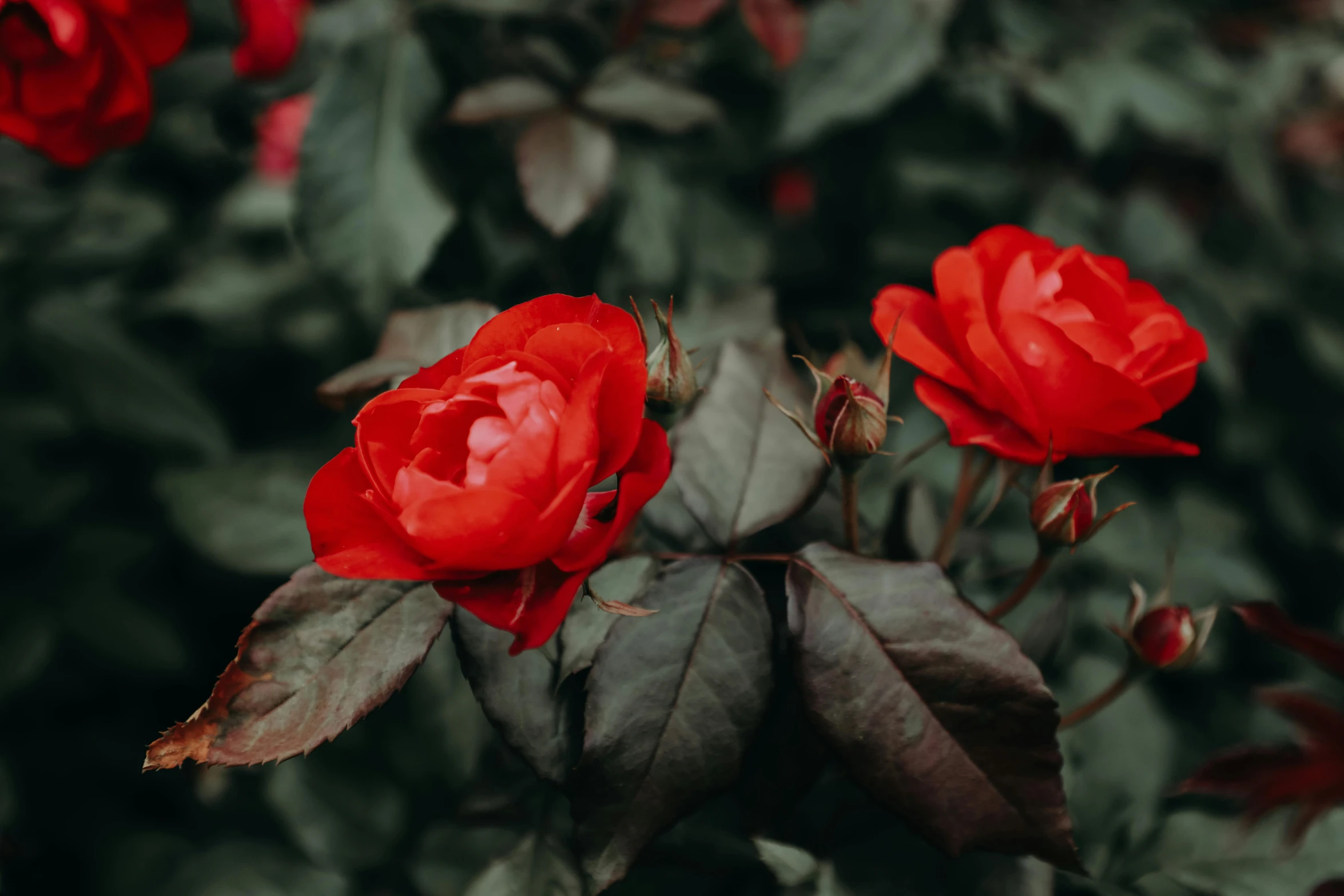 red flowers in the middle of a shrubbery area