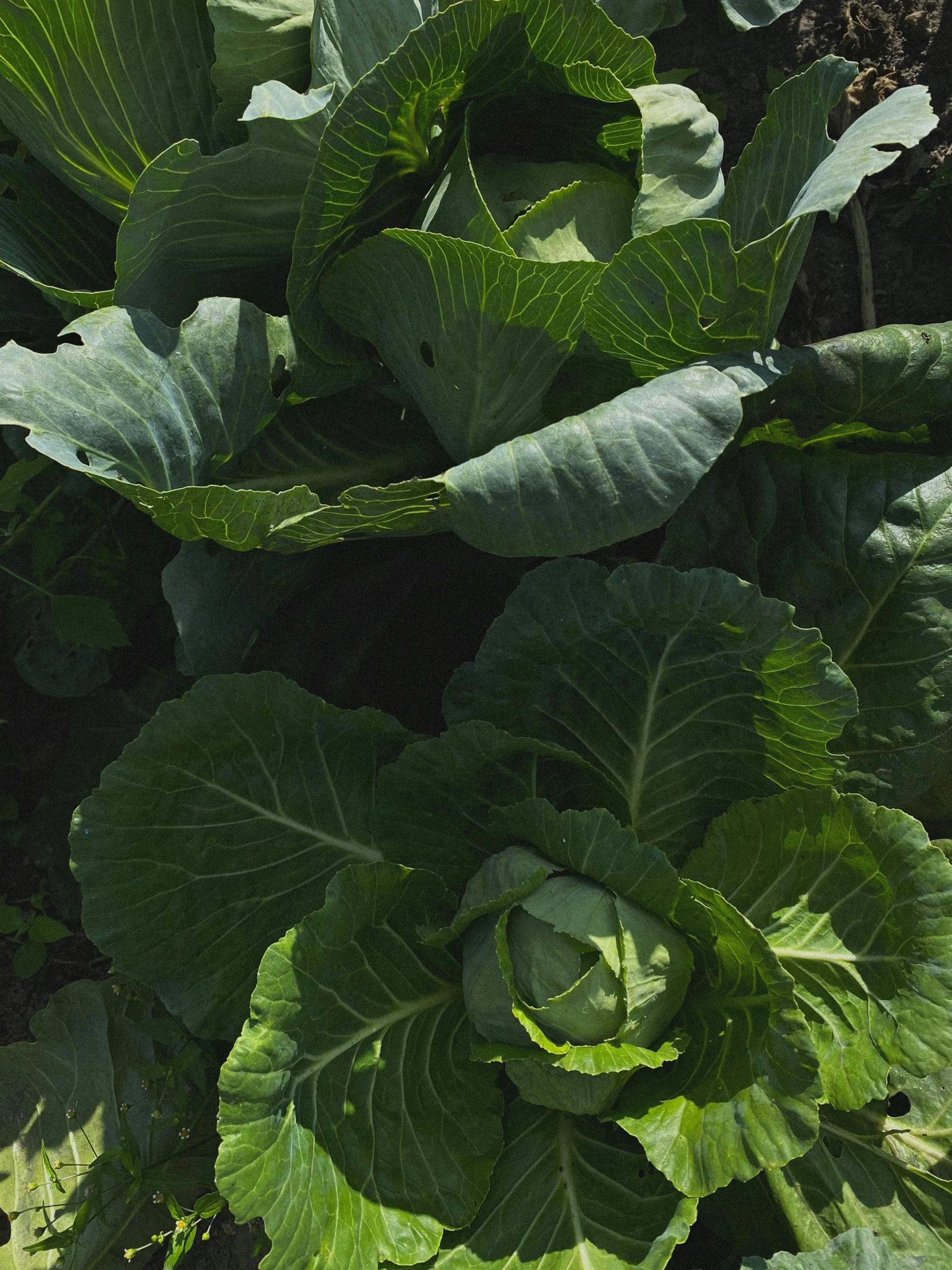 a garden filled with lots of green plants, by Yasushi Sugiyama, unsplash, renaissance, grey vegetables, portrait image, chilean, high angle close up shot