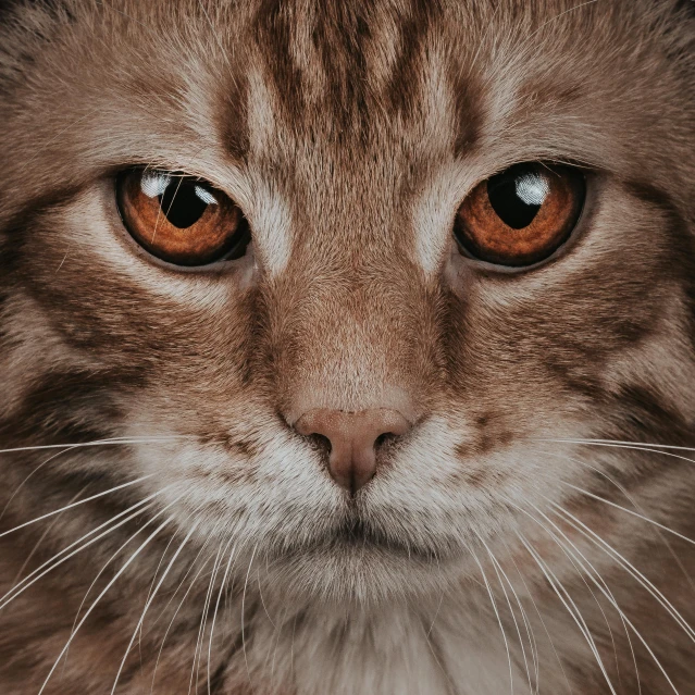 a close up of a cat with orange eyes, pexels contest winner, with symmetrical facial features, maine coon, scottish fold, serious business