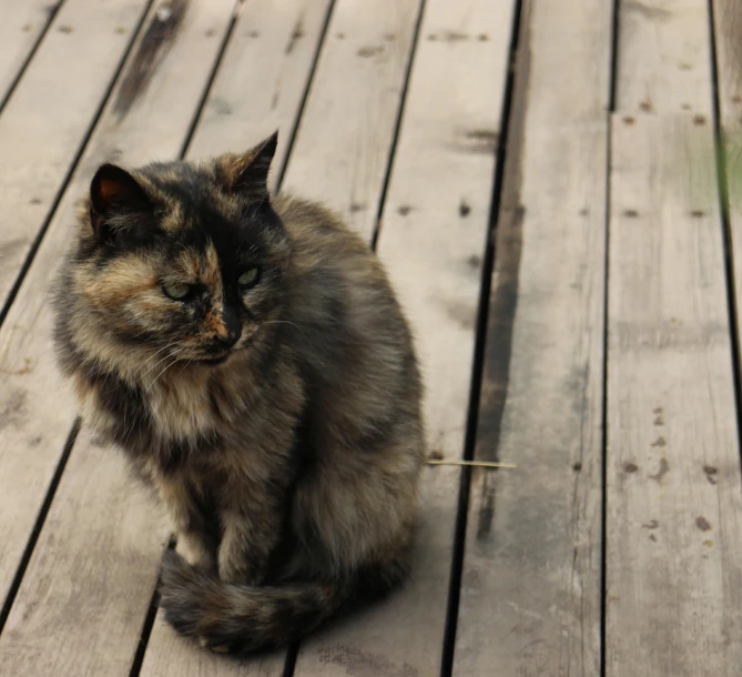 a cat is sitting on a wooden deck, pexels contest winner, realism, tan and brown fur, she is about 1 6 years old, very old, black female