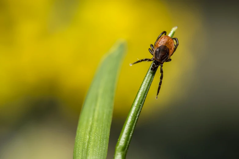 a spider sitting on top of a green leaf, by Eglon van der Neer, pexels contest winner, renaissance, mustard, hunting, avatar image, in a grassy field