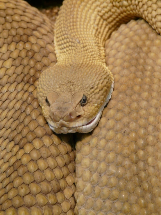 a close up of a snake on a blanket, facing the camera