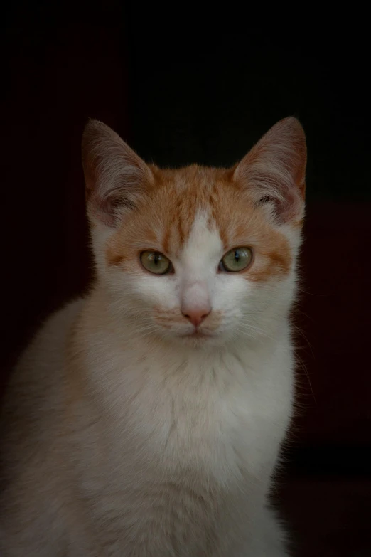 a white and orange cat sitting in a dark room, paul barson, slightly - pointed ears, full frame image, digital image