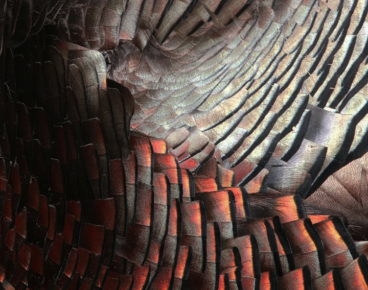 a close up view of a turkey's feathers, a digital rendering, pexels contest winner, substance designer metal, demur, volcano texture, 2040