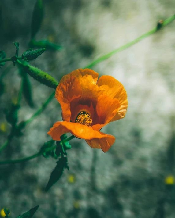 a close up of a flower on a plant, inspired by Elsa Bleda, pexels contest winner, orange hue, poppy, the non-binary deity of spring, unsplash photo contest winner