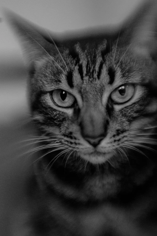 a black and white photo of a cat, by Felix-Kelly