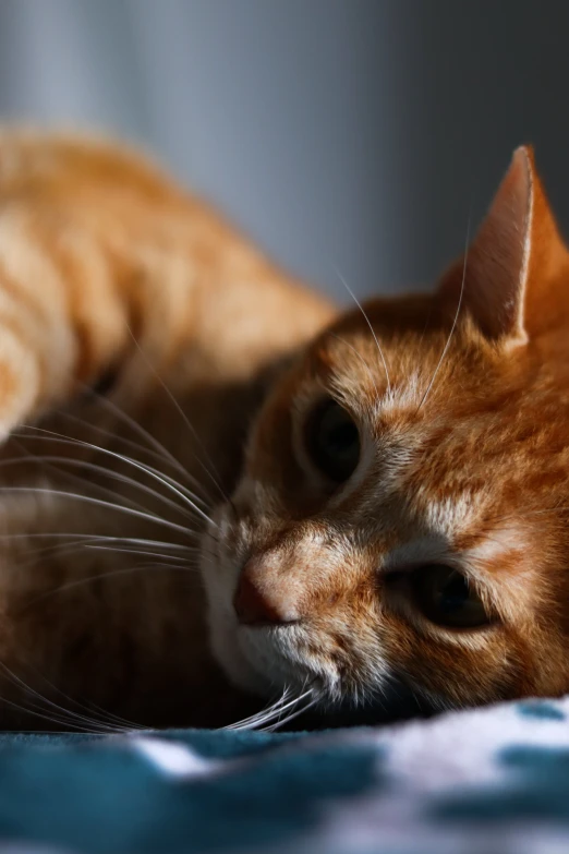 a close up of a cat laying on a bed, scratching head, photograph taken in 2 0 2 0, orange cat, today\'s featured photograph 4k