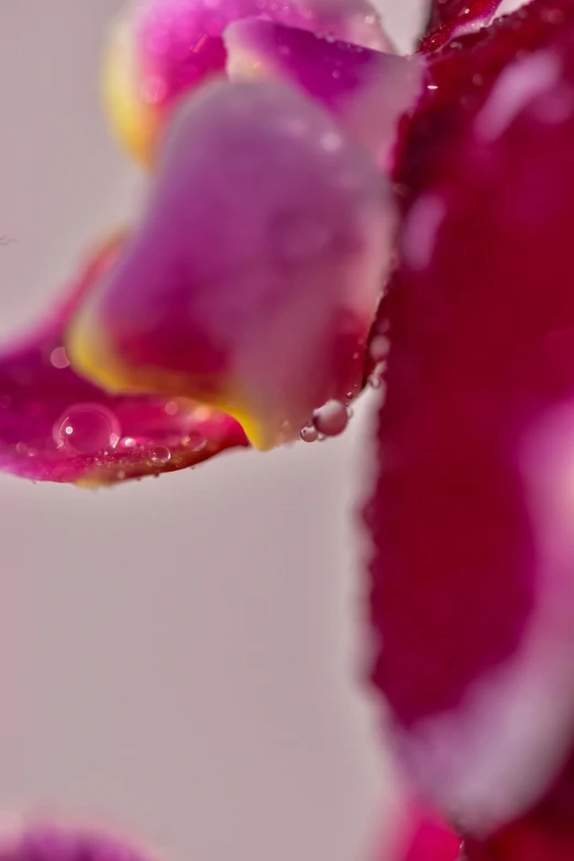 a close up of a flower with water droplets on it, a macro photograph, by Doug Ohlson, orchid stems, detailed - i