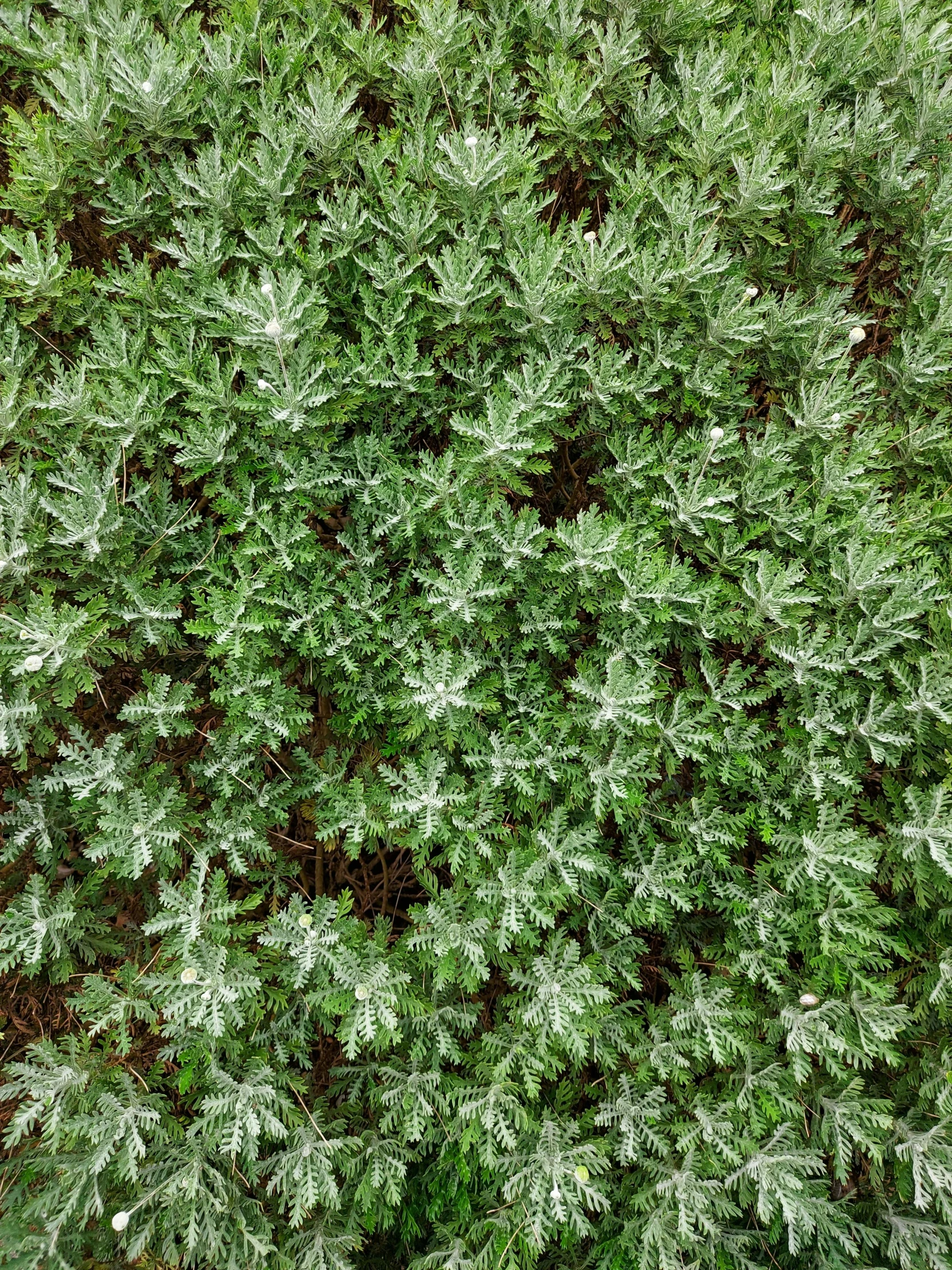 a close up of a plant with green leaves, a digital rendering, unsplash, hurufiyya, [ overhead view ]!!, garis edelweiss, hedges, textured like a carpet