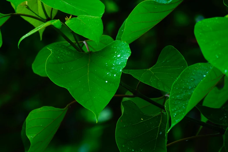 a close up of a plant with green leaves, unsplash, hurufiyya, monsoon, tawa trees, instagram photo, contain