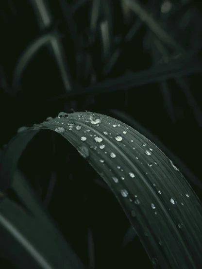 a close up of a leaf with water droplets, pexels contest winner, smokey tires, fine details 8k octane rendering, ominous gothic aesthetic, made of rubber