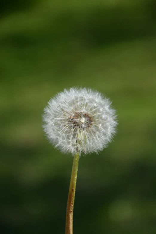 a close up of a dandelion with a blurry background, a macro photograph, by David Simpson, hurufiyya, [ 4 k photorealism ], high quality product image”, digital image, soft light - n 9