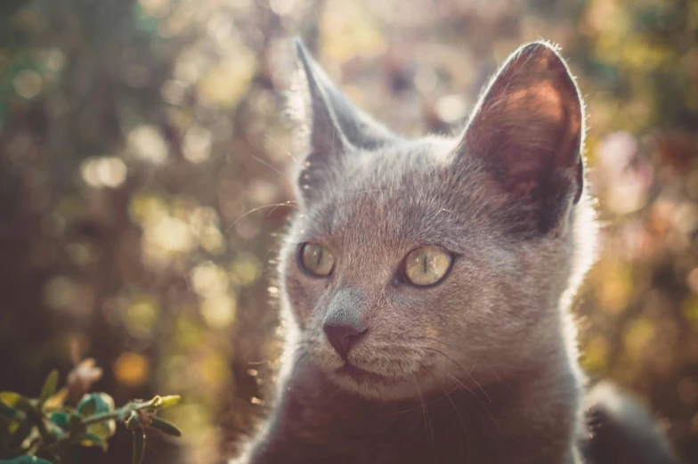 a close up of a cat looking at the camera, a picture, by Adam Marczyński, pexels contest winner, soft sunlight dappling, dressed in a gray, nature photo, with pointy ears