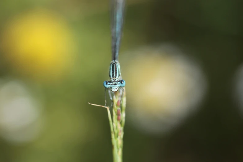 a drop of water sitting on top of a blade of grass, a macro photograph, unsplash, hurufiyya, male aeromorph, undertailed, avatar image, male with halo