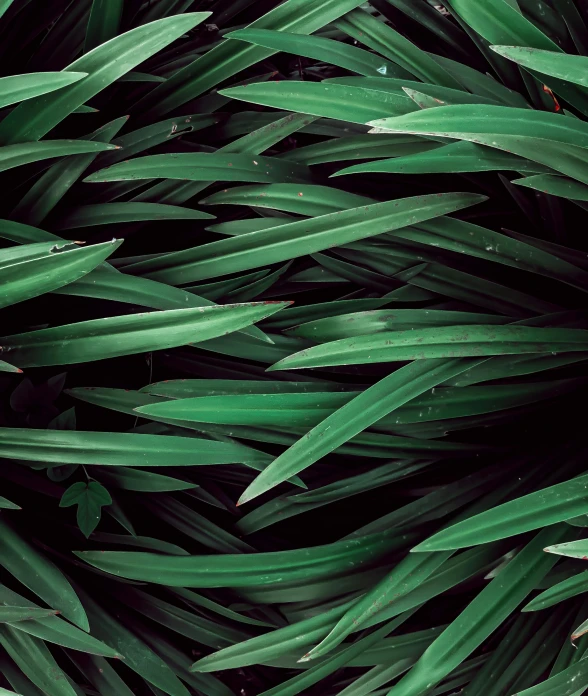 a close up of a bunch of green plants, an album cover, inspired by Elsa Bleda, trending on unsplash, hurufiyya, stylized grass texture, high angle shot, multiple stories, textless