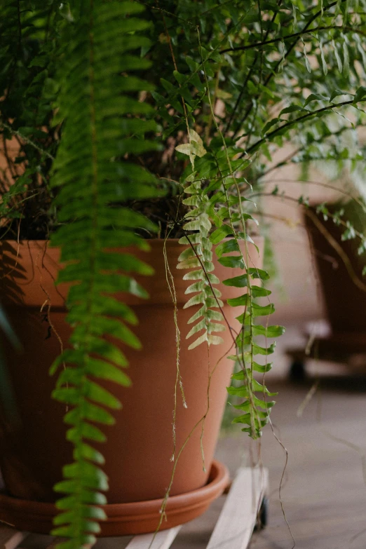 a cat sitting on a pallet next to a potted plant, by Kristin Nelson, trending on pexels, art nouveau, flame ferns, warm lighting inside, archways made of lush greenery, detail shot