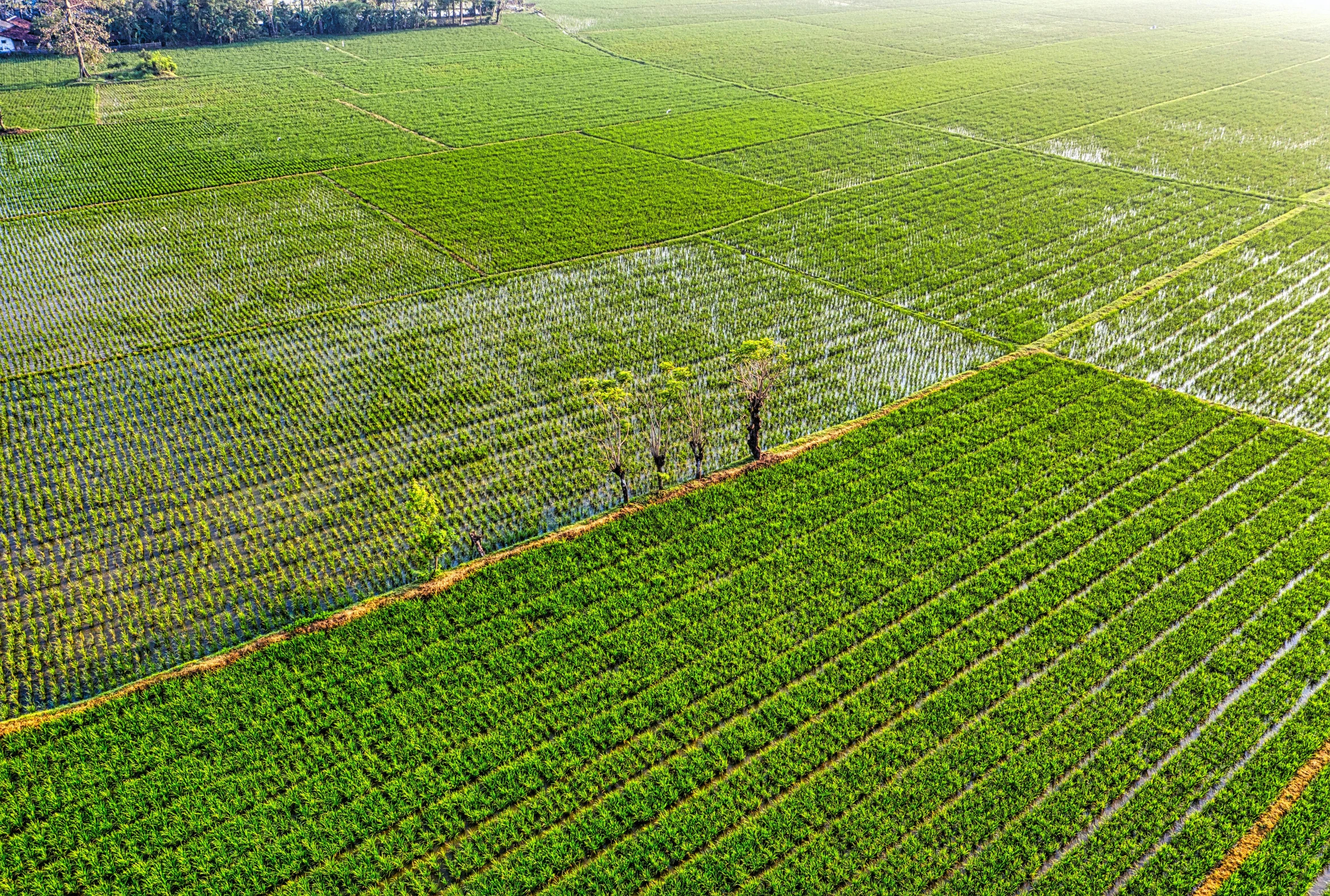 an aerial view of a field of crops, pexels, conceptual art, bangladesh, hi resolution, 2263539546], thumbnail