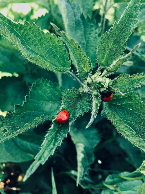 a couple of ladybugs sitting on top of a green plant, an album cover, unsplash, visual art, acanthus, shot with iphone 1 0, tomato monster, low detail