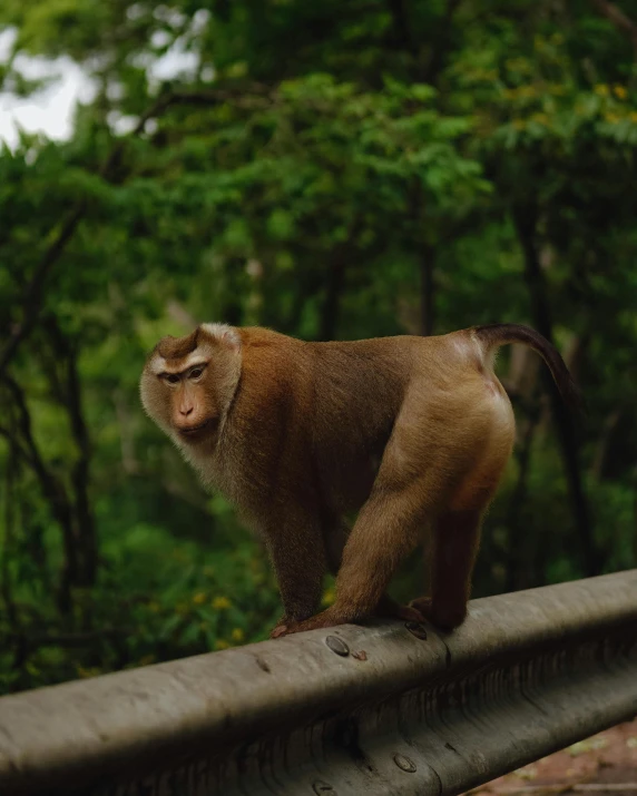 a monkey that is standing on a rail, an album cover, unsplash, sumatraism, indian forest, in hong kong, brown, extremely pale